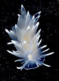Nudibranchs - Underwater photography of seahorses, sea dragons, clownfish, coral reefs, fish & invertebrates by David Hall