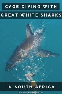 Cage Diving With Great White Sharks In Gaansbai, South Africa.