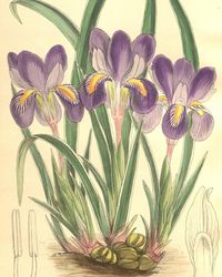 Dwarf Violet Iris (Iris verna). #SciArt by #MatildaSmith for Curtis's Botanical Magazine Vol. 133 (1907). View: http://ift.tt/2EgJFzx Explore #botanicalart from this volume in #BHLib's @Flickr: flic.kr/s/aHsjHLAxxY -- #WomeninScience #WomeninNatHist #WomeninHistSciArt