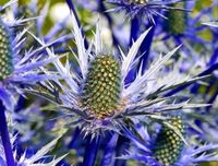 Sea Holly Flowers - Information About Growing Eryngium Plants