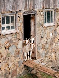 To raise happy, healthy goats, you will need room in your backyard for a goat pen and a goat house, as well as storage space for the goats’ food and other goat-related supplies such as straw. From MOTHER EARTH NEWS magazine.