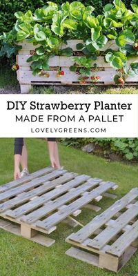How to build a Strawberry Planter using just a single wood pallet. It takes an afternoon to build and allows you to grow strawberries raised off the ground and on patios #growyourown #lovelygreens #pallets #containergarden