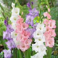 Van Zyverden Set of 25 Gladiolus Best Pastel Blend Bulbs