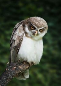 Spectacled Owl