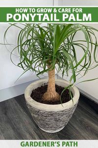 The ponytail palm, aka elephant’s foot plant, is a slow-growing species with a fountain of evergreen, backward-curving, leathery foliage. It thrives in bright indirect sunlight with minimal water and care. Learn to grow your own ponytail palm houseplant now on Gardener’s Path. #ponytailpalm #houseplants #gardenerspath.