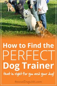 How to Find the Perfect Dog Trainer that is Right…