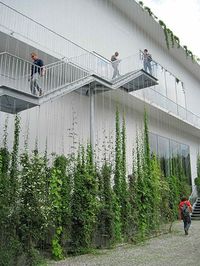 Image result for ficus vine on wood and wire trellis