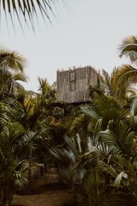 Nestled in a canopy of palms, the resort's treehouses are accessible via foliage-bedecked paths, offering complete privacy. Clad in screening of thin sticks sourced from local palo de arco trees, the wood-floored, cement-roofed suites - which look a bit like cubist, modernist birds’ nests from the outside - allow breezes to flow through and natural light to filter in. Heavy canvas curtains can be drawn around the inside of the walls if you’d like it to be darker.