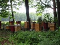 "A Year at Bees-of-the-Woods Apiary: August" Honeybees have a number of pests and parasites that can weaken, damage, or even destroy the hive. This month we will focus on the most common pests in our beeyard, as well as what we do to control them so we have the healthiest hives possible. From MOTHER EARTH NEWS Blog