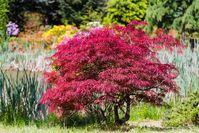 Acer palmatum 'Orangeola' (Laceleaf Japanese Maple)