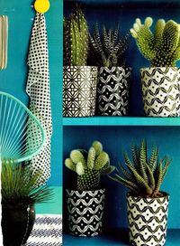 Cacti