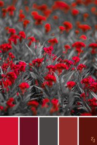 Maroon, Rust and Grey colour combination
