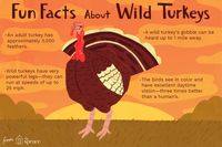 Fun Wild Turkey Facts and Trivia about the Wild Turkey