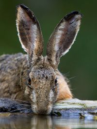 Hare by Robert Bannister on Flickr. Chaud lapin, le lièvre d'Amérique s'accouple de la fin mars jusqu,à la fin de juin. La femelle produira ensuite, de mai à septembre 3 à 4 portées comptant chacune de 1 à 9 levrauts. L'espèce s'observe dans des milieux forestiers variés mais surtout aux abords des peuplements en régénération.
