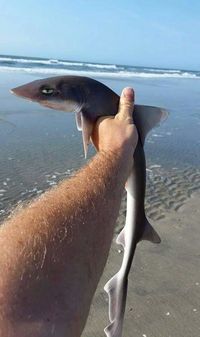 Photo of a man holding a very small shark in his fist, his arm outstretched. The shark is completely limp and is giving the camera wicked side-eye. It looks like it's thinking, "OK big guy, yes you're very cool, can we put me back in the water now?" No, seriously. It does. Trust me on this one.