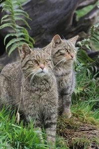 =^..^= Scottish Wildcats