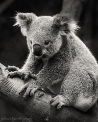 Koala in Australia #glennabayerphotography #photography #glennabayer #wallart #wallartprints #homedecor #canvasprints #inspirational #bibleverse #christian #travel #christianart #christianprints #animal #Australia #koala #australiaphotography #koalabear #animalphotography