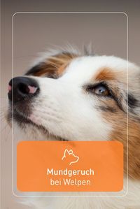 Ihr nehmt vermehrt einen unangenehmen Geruch aus der Hundeschnauze wahr? Das kann ein Hinweis darauf sein, dass Euer Hund zahnt.