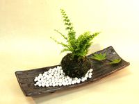 苔玉(タマシダ)・長角皿