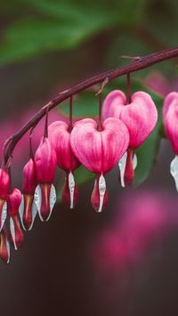 Pink, bleeding heart, blur, flowers, 720x1280 wallpaper