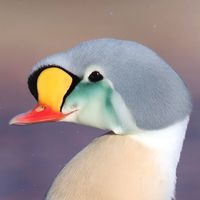 In winther King Eiders and other artic sea ducks gather in Båtsfjord, Norway. This is a beautiful male. Store flokke af arktiske andefugle… #birds #ducks #eiders