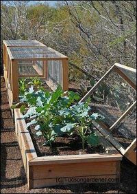 Hmmmm….No critters in this raised bed garden plus frost cloth or row cover can be draped over.