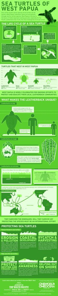 Infographic: Sea Turtles of West Papua | One World One Ocean