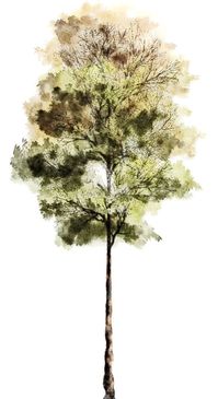 Tree Photoshop Watercolor Trees Tree Textures Architecture Graphics Landscapes ..., #Watercolor ... Tree Photoshop Watercolor Trees Tree Textures Architecture Graphics Landscapes, #Watercolor..., #watercolor #architecture #architectural graphics Informations About Baum Photoshop Aquarell Bäume Baum Texturen Architektur Grafiken Landschaftsg ..., #Aquarell... Pin You can easily use my profile to examine different pin types. Baum Photoshop Aquarell Bäume Baum Texturen Architektur Grafiken L