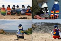 pingouins