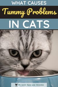 If your kitty is showing signs of a sensitive stomach, then the first thing you need to do is speak to a doctor. If your cat is vomiting hairballs or foods more than once a month and is losing weight at the same time, then there’s a good chance that something else is going on. Remember, stomach issues can come from a range of different sources, including... Read article for more info! #welovecatsandkittens #catfood #cathealth #catproducts #catowner