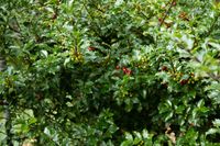 Shrubs with lovely flowers and foliage can thrive in shade. Learn about 30 low-maintenance, shade-friendly shrubs that will grow in your USDA planting zone.