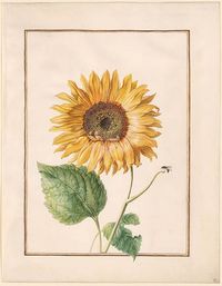 Circle of Madeleine Françoise Basseporte | Sunflower (Helianthus annuus) | Drawings Online | The Morgan Library & Museum