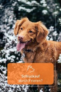 Brrrr! Auch wenn euer Hund friert, kann der Schluckauf-Reflex ausgelöst werden. Besonders Welpen neigen zum Frieren und sind damit einmal mehr dem Schluckauf-Risiko ausgesetzt. Was bei einem gereizten Zwerchfell hilft und wie ihr euren Welpen unterstützen könnt, verraten wir euch in unserem Fellnasen Magazin.
