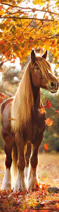 Hermoso caballo Más