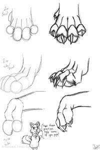 How to draw wolf paws Plus
