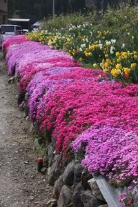 Pink Creeping Phlox