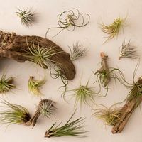 For terrariums and hanging gardens