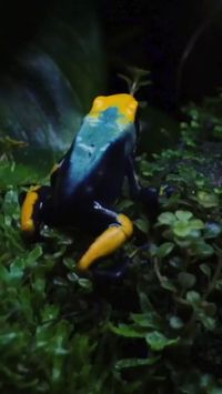 Semakin bagus warna katak pohon itu, maka semakin berbahaya. Dart frog #katak #katakpohon #beracun #hewan #binatang #frog #dartfrog #terrarium Credit/Source: instagram.com/dartfrogterra/