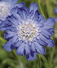 Scabiosa, Fama Deep Blue The largest flowering scabiosa, Fama Deep Blue's gorgeous lavender blooms just won’t quit. The lilac-hued, nearly 4" double flowers on 12” stems blithely float above the dense silver-blue foliage. Exceptional as cut flowers. Prolific flowering begins in midsummer, and, if deadheaded, the flowers bloom on into fall.