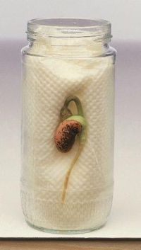 grow (monocot, dicot, and conifer) seeds with the kids