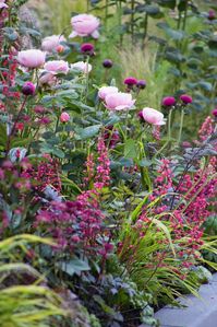 Massif de fleurs dans les tons roses