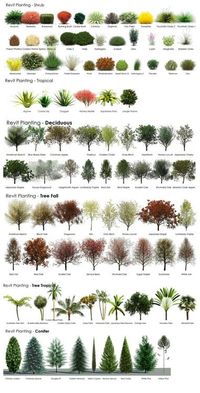 A tree and shrub guide / infographic: evergreens, deciduous and tropicals. Such a cool tool! Created by a member of RevitCity.