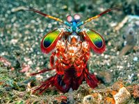 A rainbow colored peacock mantis shrimp. Image: Getty