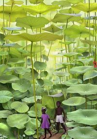 This is supposedly fern forest, Jamaica, but you can tell its photo shopped, wish it was real and i could go there!