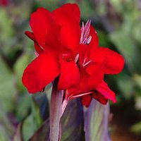 Canna 'Black Knight'