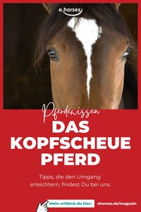 Tipps im Umgang mit kopfscheuen Pferden und Verhaltensweisen, die den Umgang mit solchen Pferden erleichtern. Wenn man Pferde besitzt oder sich um Pferde kümmert, ist es unausweichlich, dass man mit individuellen Problemen im Umgang mit dem geliebten Vierbeiner konfrontiert wird. #pferdewissen #pferdeliebe #ehorses