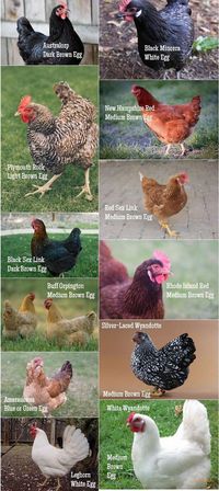 Raising Chickens 101 – For Beginners ! Chickens - Homesteading - Livestock - The Homestead Survival - Hens - Rooster - Chicken Coop - Farm #ChickenCoopPlans #Prepperbeginner