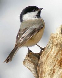 #chickadee #chickadeebird #birds