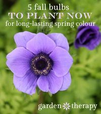 These are the 5 bulbs that you need to plant now to get long-lasting bursts of colour next spring - so worth it for a low maintenance garden plan.