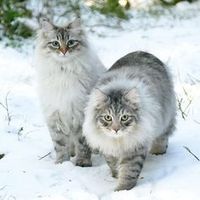 31 Cute Cat Pictures cats cat pet cute